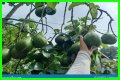 Bottom-heavy fruit