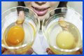 What the yolk and white are enclosed in